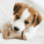 BENEBONE PUPPY KIT = 1 DENTAL CHEW + 1 WISHBONE - BACON - loja online