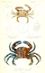 Pôster Siris (Crustacea, Decapoda)