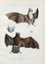 Pôster Morcegos II