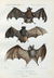 Pôster Morcegos I