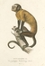 Pôster SPIX Cebus macrocephalus 1823