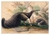 Pôster Tamanduá-bandeira - Joseph Wolf (1861)