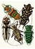 Pôster Besouros (Cerambycidae) na internet