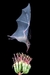 Handbook of the Mammals of the World, Volume 9: Bats na internet