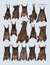 Handbook of the Mammals of the World, Volume 9: Bats