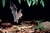 Handbook of the Mammals of the World, Volume 9: Bats - comprar online