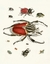 Pôster Short History of Insects (1776) Coleoptera