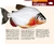 Peixes comerciais de Manaus - loja online