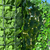Cerca Verde Folhagens 200x100cm na internet