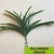 Acessório Palmeira Grass - comprar online
