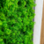 Placa Cipreste 50x50cm Para Jardim Vertical Artificial - Lizt