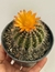 Notocactus Purpureus - Pote 11 - comprar online