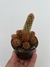 Mammillaria Elongata Rubra - pote 7 - comprar online