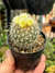 Echinofossulocactus albatus - pote 7