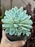 Echeveria elegans - pote 11