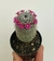 Mammillaria Lanata - pote 7 - comprar online