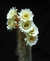 Thrixanthocereus Blossfeldiorum - pote 11 na internet