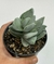 Crassula Ivory Tower - pote 11 - comprar online