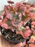 Echeveria Cielpur - pote 11