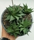 Colônia Haworthia limifolia spiralis - cuia 18