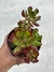 Sedum prealtum - pote 11