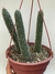 Cleistocactus Baumannii - cuia 18 (3 mudas)