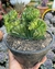 Euphorbia Láctea Cristata - cuia 18