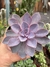 Echeveria Purple Pearl - pote 11