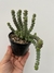 Colar de Jade (Crassula Marnieriana) - pote 11 - comprar online