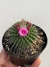 Mammillaria Pico - pote 11