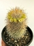 Mammillaria leptacantha - pote 14