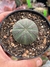 Euphorbia Obesa - pote 9