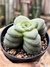 Crassula Hemisphaerica - pote 9