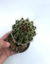 Cleistocactus Senilis - pote 11 - comprar online