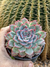 Echeveria Shera - pote 11