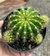 Echinopsis Calochlora - pote 11