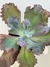 Matriz echeveria gibbiflora cielpur - cuia 18