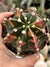 Gymnocalycium mihanovichii variegata #2 - pote 11