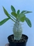 Pachypodium Saundersii - pote 11 - comprar online
