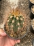 Trichocereus Pasacana - pote 11 (mudas como na segunda foto) - comprar online