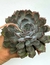 Echeveria Dark Ice - pote 11