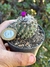 Turbinicarpus Viereckii - pote 7