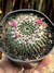 Mammillaria Orcutti - pote 11 (valor unidade)