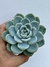 Echeveria Ice Green - pote 11