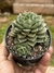 Echeveria Fabiola - pote 11 - comprar online