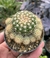 Notocactus Pleiocephalus - pote 9