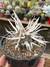 Tephrocactus papyracanthus - pote 11