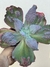 Matriz echeveria gibbiflora dragonas - cuia 18