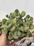 Coryledon tomentosa (pata de urso ) pote 14