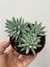 sedum nicaense - pote 11 - comprar online